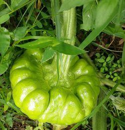 姜柄瓜咋吃,探索美味与健康的完美结合