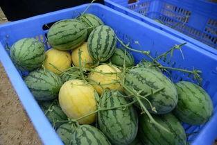 吃瓜的群怎么找,如何轻松找到你的娱乐聚集地