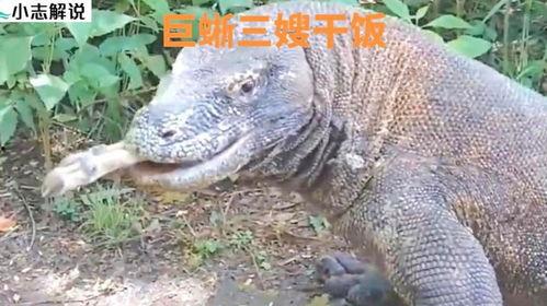 巨蜥吃瓜群,揭秘神秘生物的社交生活