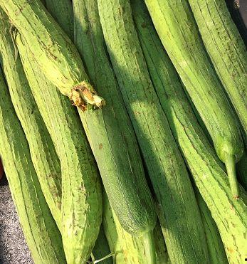 根瓜可以吃吗,揭秘根瓜的营养与食用方法