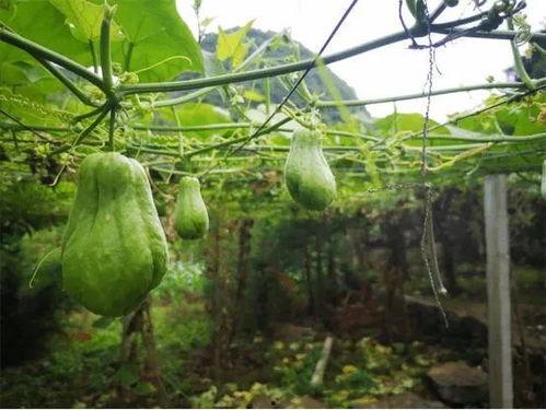 一个人吃佛手瓜,佛手瓜的神奇食疗之旅