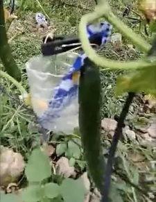 金鸽吃瓜事件视频,一场网络狂欢背后的真相揭秘