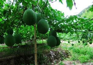 声控吃吊瓜,解锁吊瓜美食新体验