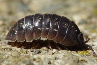 专吃瓜的害虫,揭秘专吃瓜的害虫