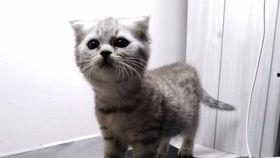 喵萝莉吃瓜,揭秘娱乐圈幕后真相