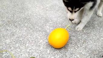 哈弟吃瓜,揭秘娱乐圈那些不为人知的幕后故事